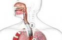 Строение и функции органов дыхания