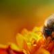 К чему снятся пчелы — приснились пчелы кусают во сне К чему снится мед с пчелами